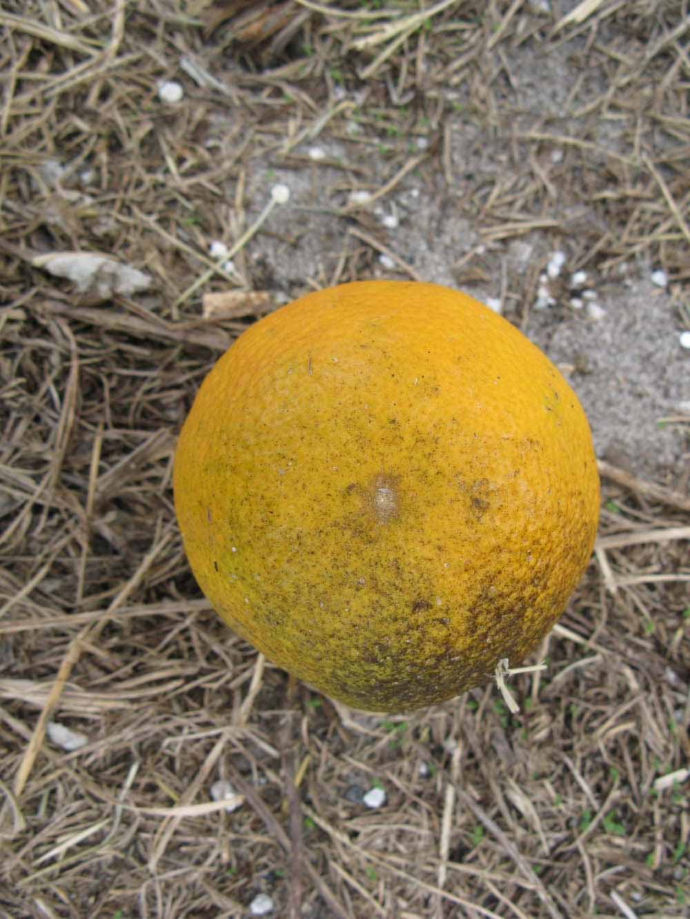            Fruit (Winter Haven, FL)   